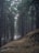 A misty forest trail winding through towering pine trees with faint Sasquatch footprints in the soft earth.