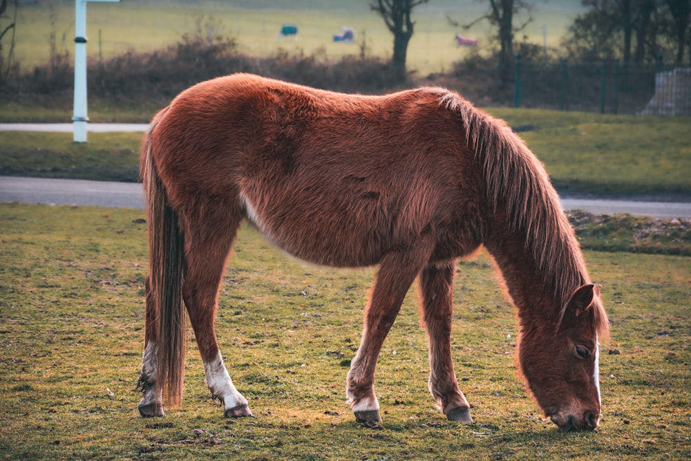 a brown horse eating grass in a field