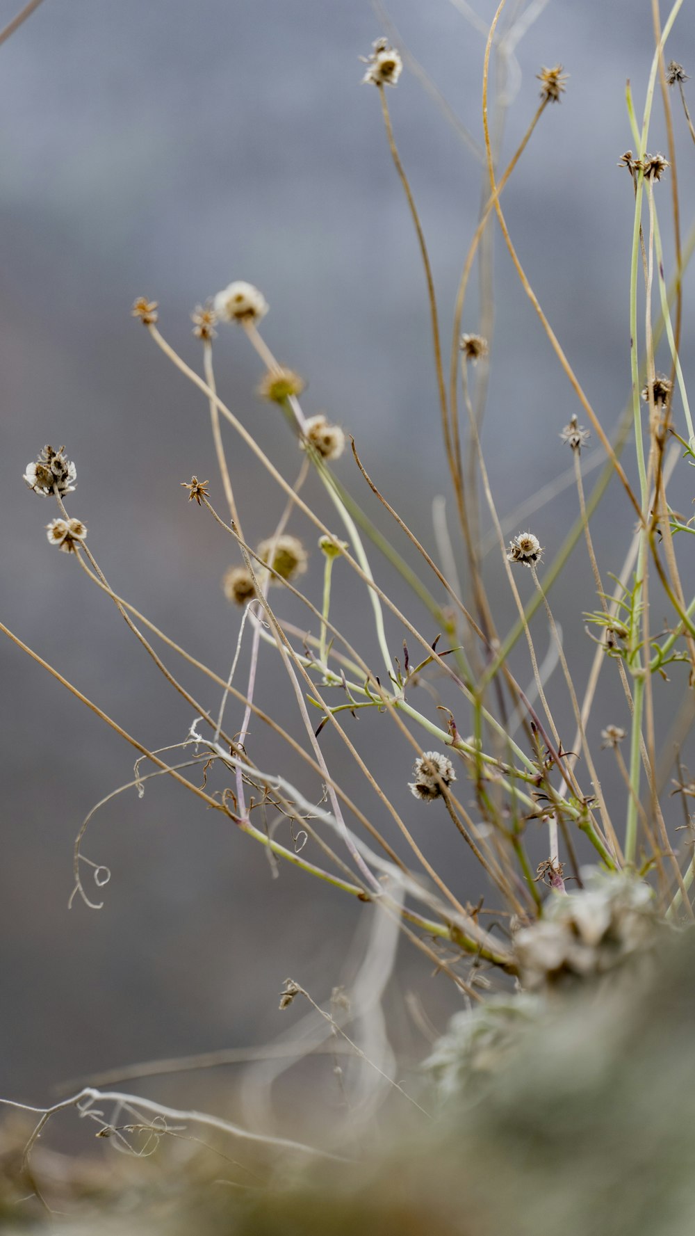 a close up of a plant with small flowers