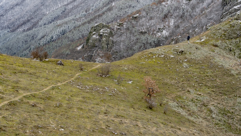 a grassy hill with a tree in the middle of it