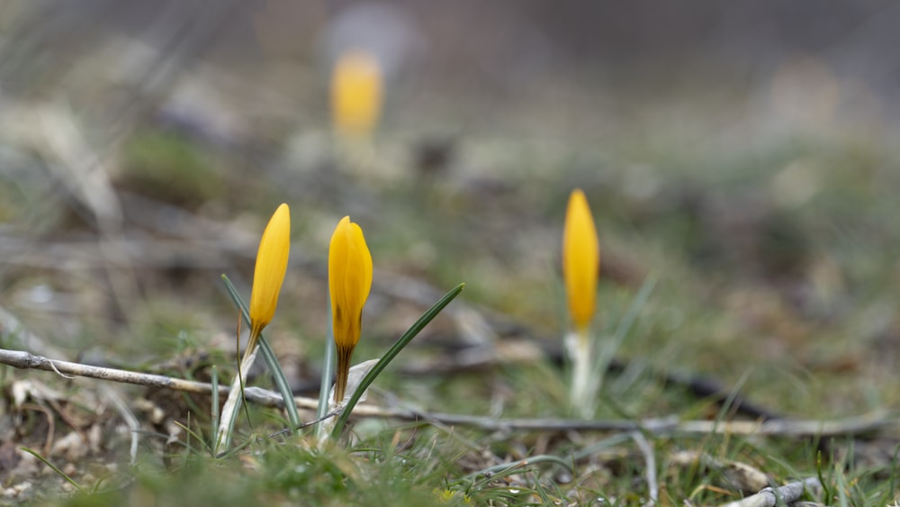 a group of yellow flowers sitting on top of a grass covered field