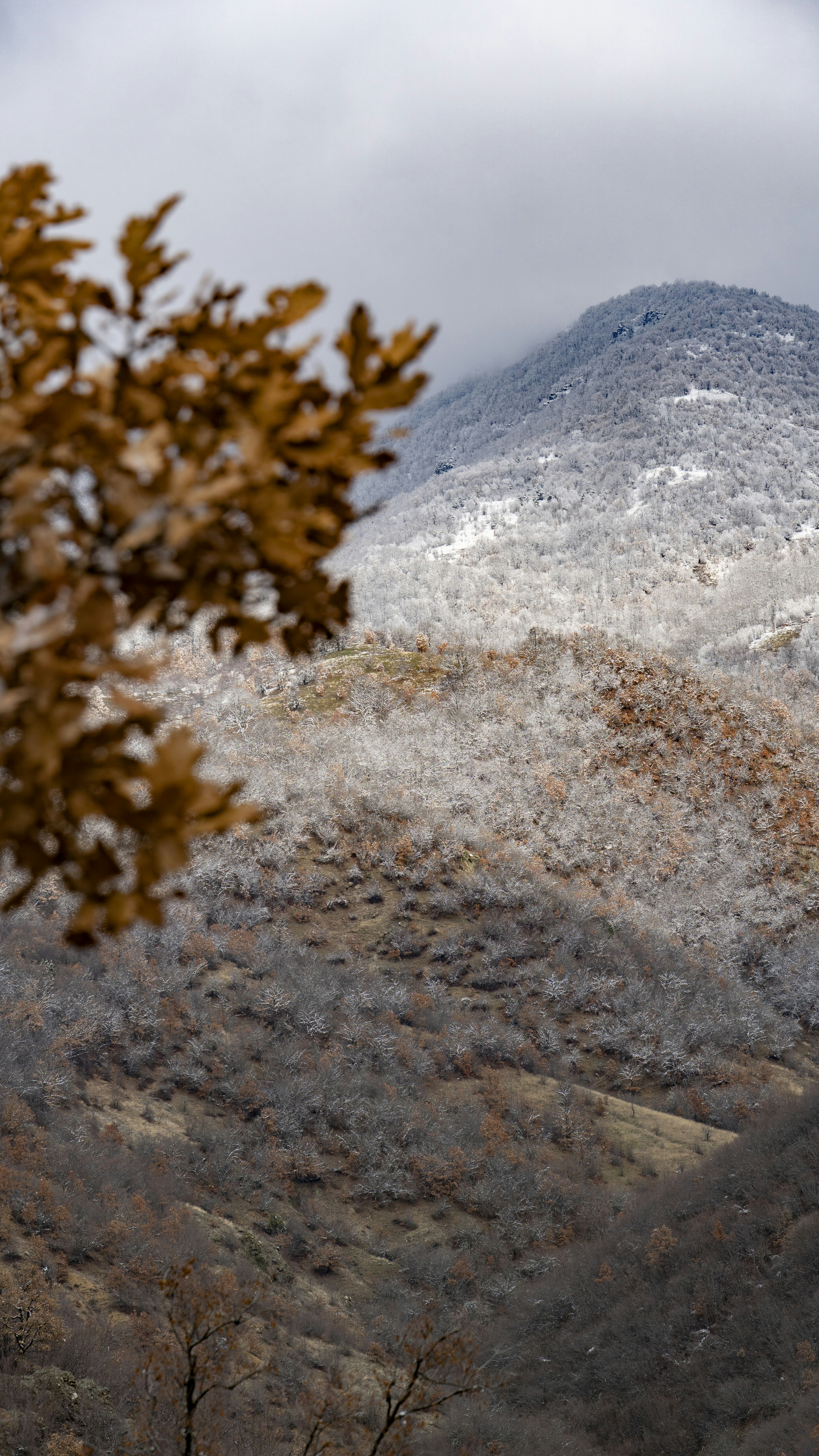 Una montaña cubierta de nieve con árboles en primer plano