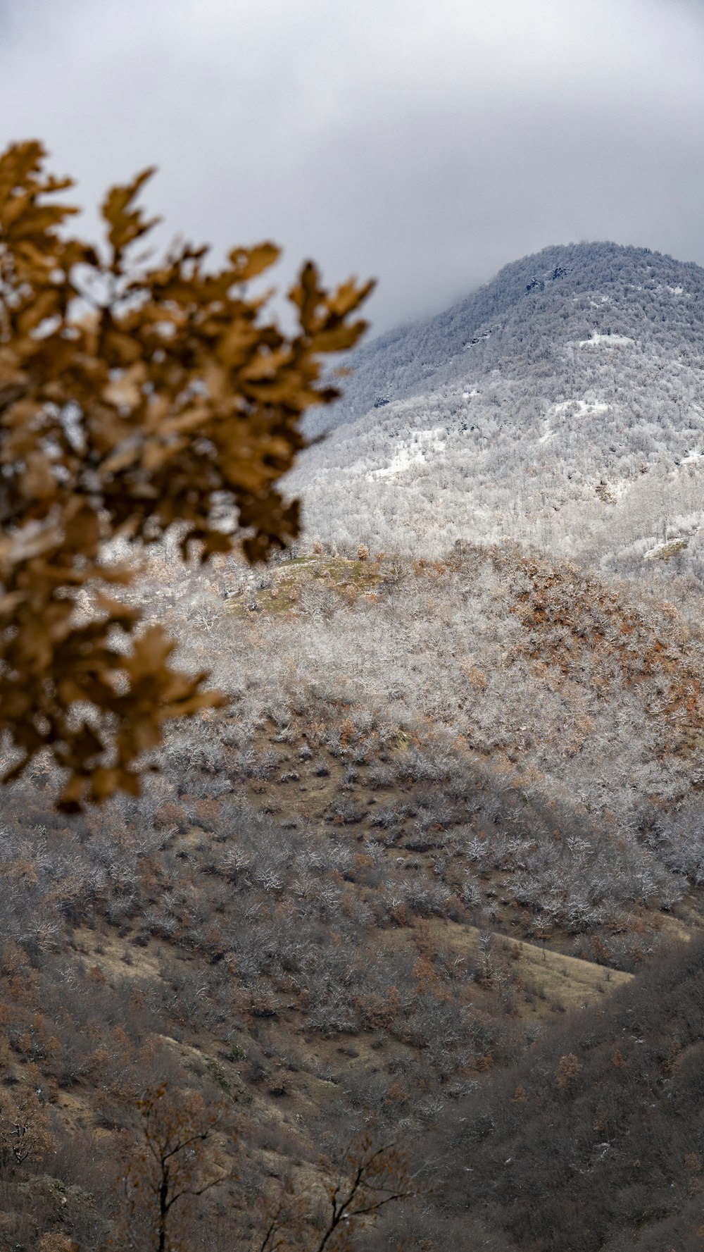 a snow covered mountain with trees in the foreground