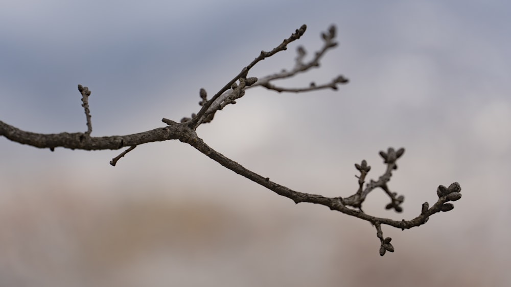 Ein Zweig eines Baumes ohne Blätter