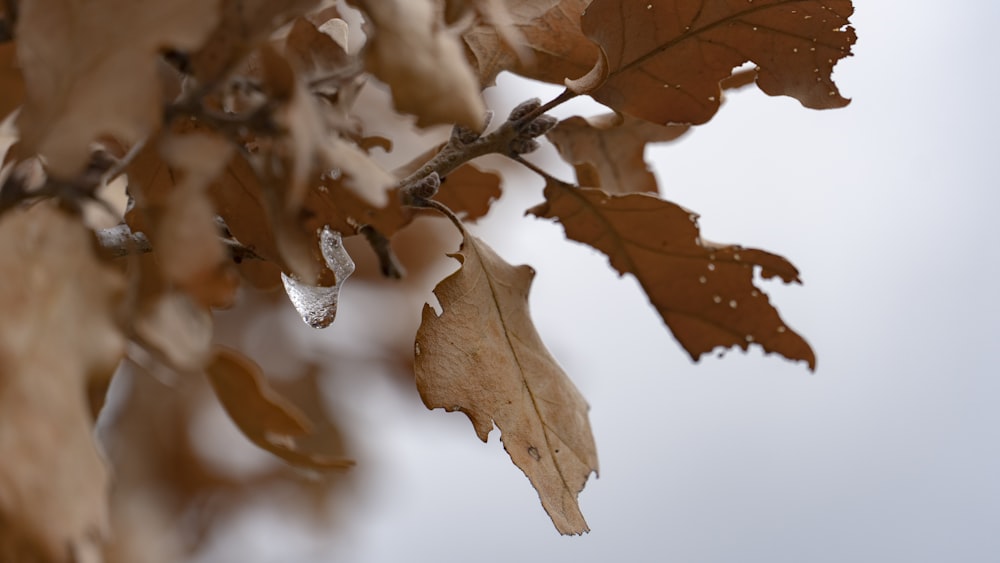 a branch of a tree with brown leaves