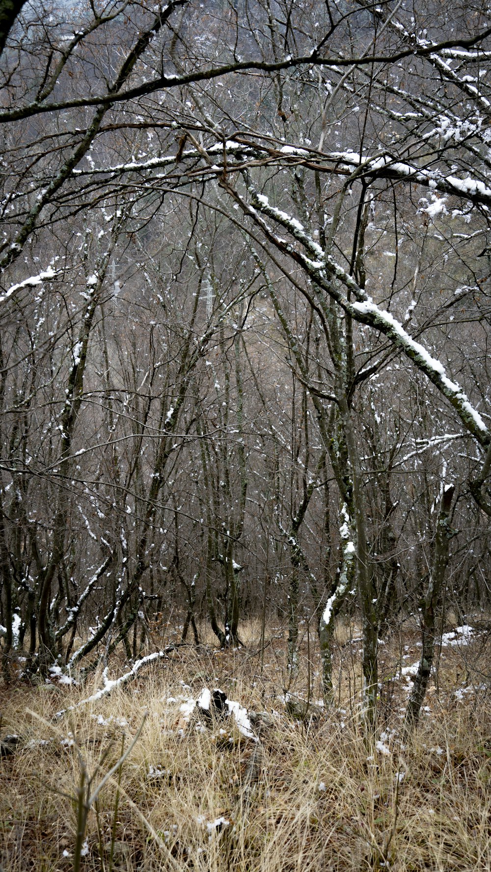 a snow covered forest filled with lots of trees