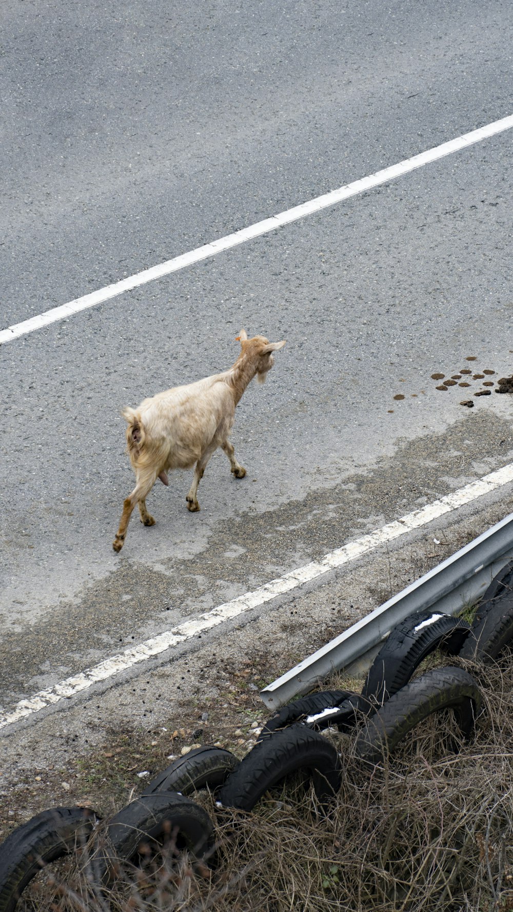 a sheep walking down a road next to a pile of tires