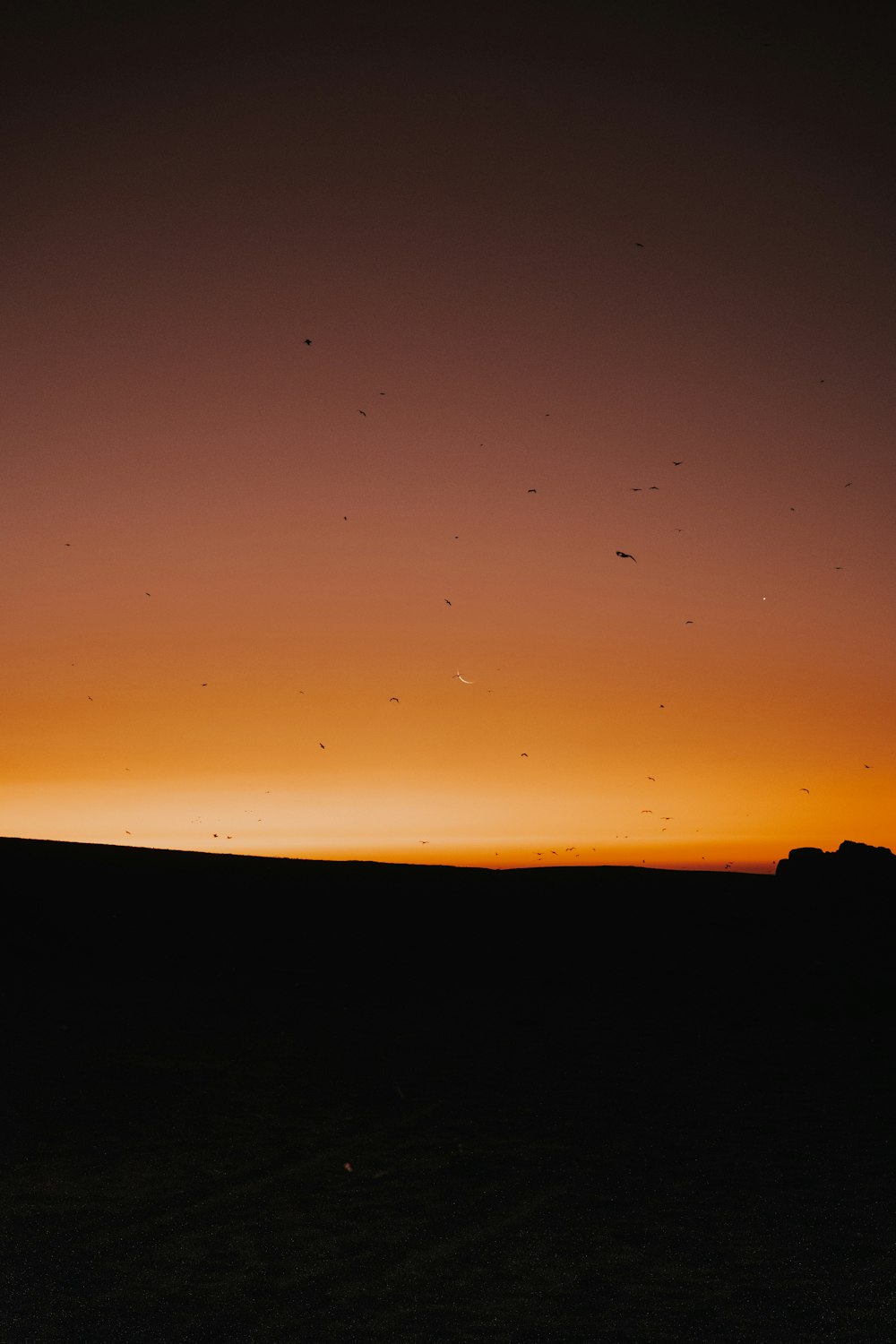 a sunset view of a field with birds flying in the sky