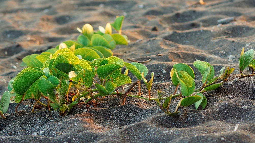 a plant sprouts out of the sand on a beach