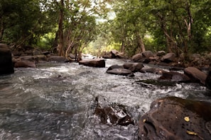 A tranquil stream flowing through a dense forest landscape.