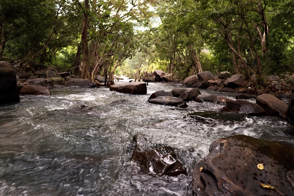 a river running through a lush green forest