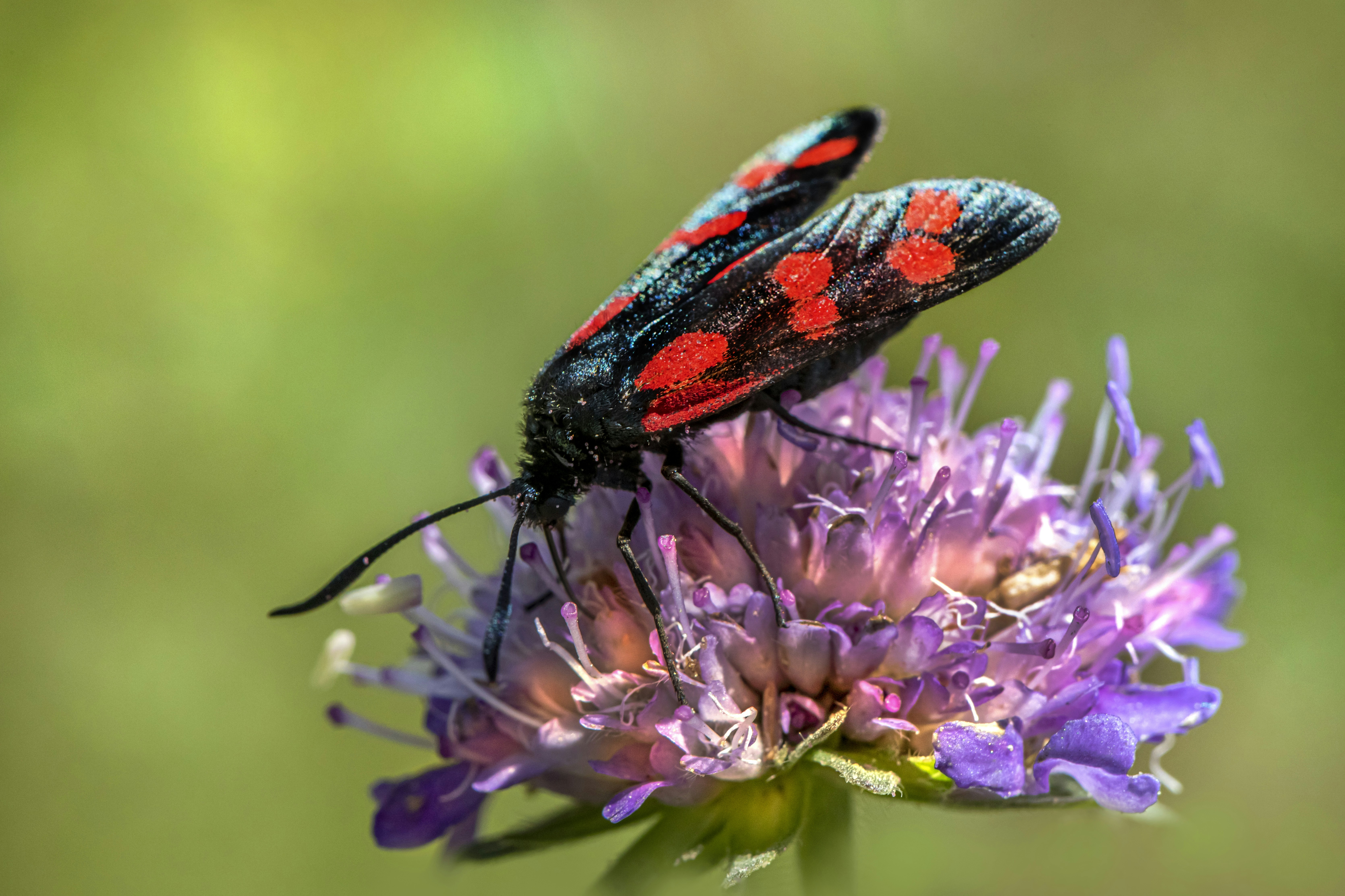 Photo by erik_karits