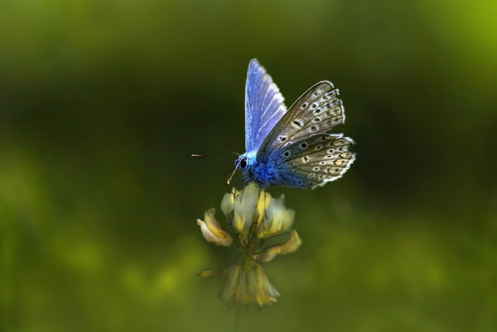 a blue butterfly sitting on top of a flower