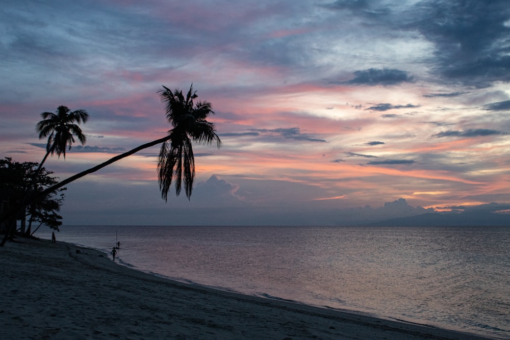 a palm tree sitting on top of a sandy beach