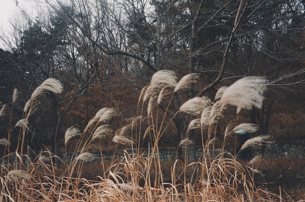 a bunch of tall dry grass in a field