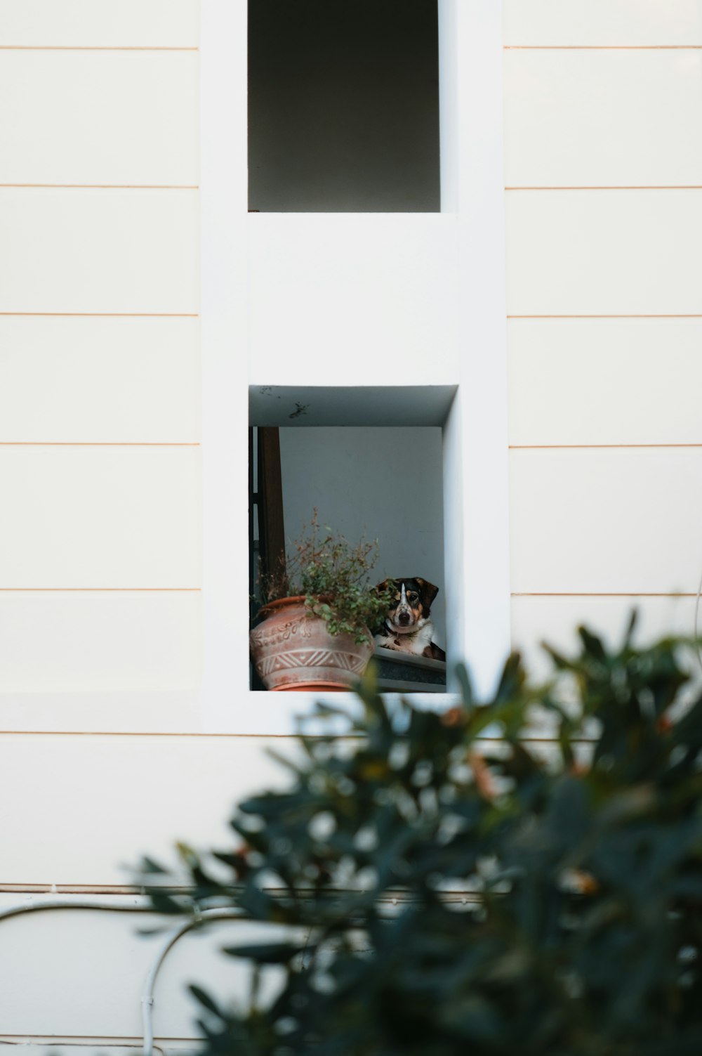 Eine Katze sitzt in einem Fenster eines Hauses