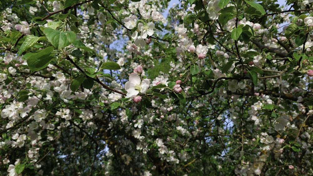 a tree with white flowers and green leaves