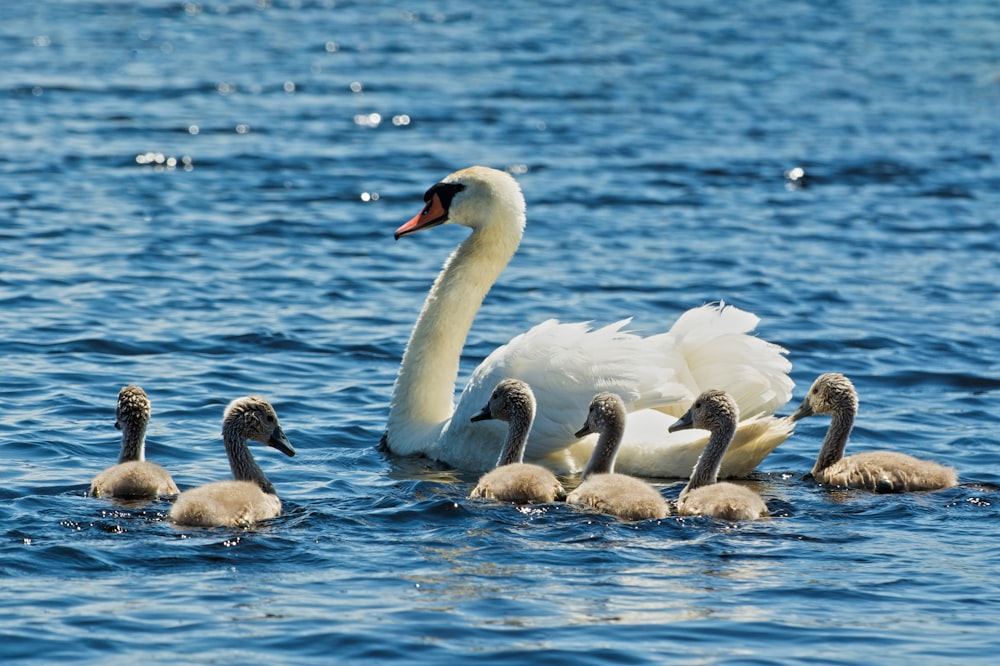 a family of swans swimming in the water
