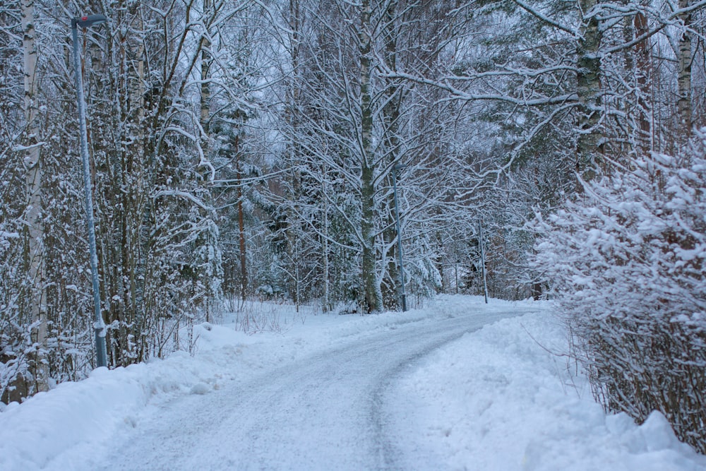 uma estrada coberta de neve cercada por árvores e arbustos