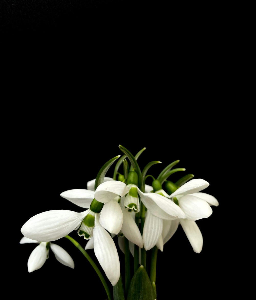 a bunch of white flowers are in a vase