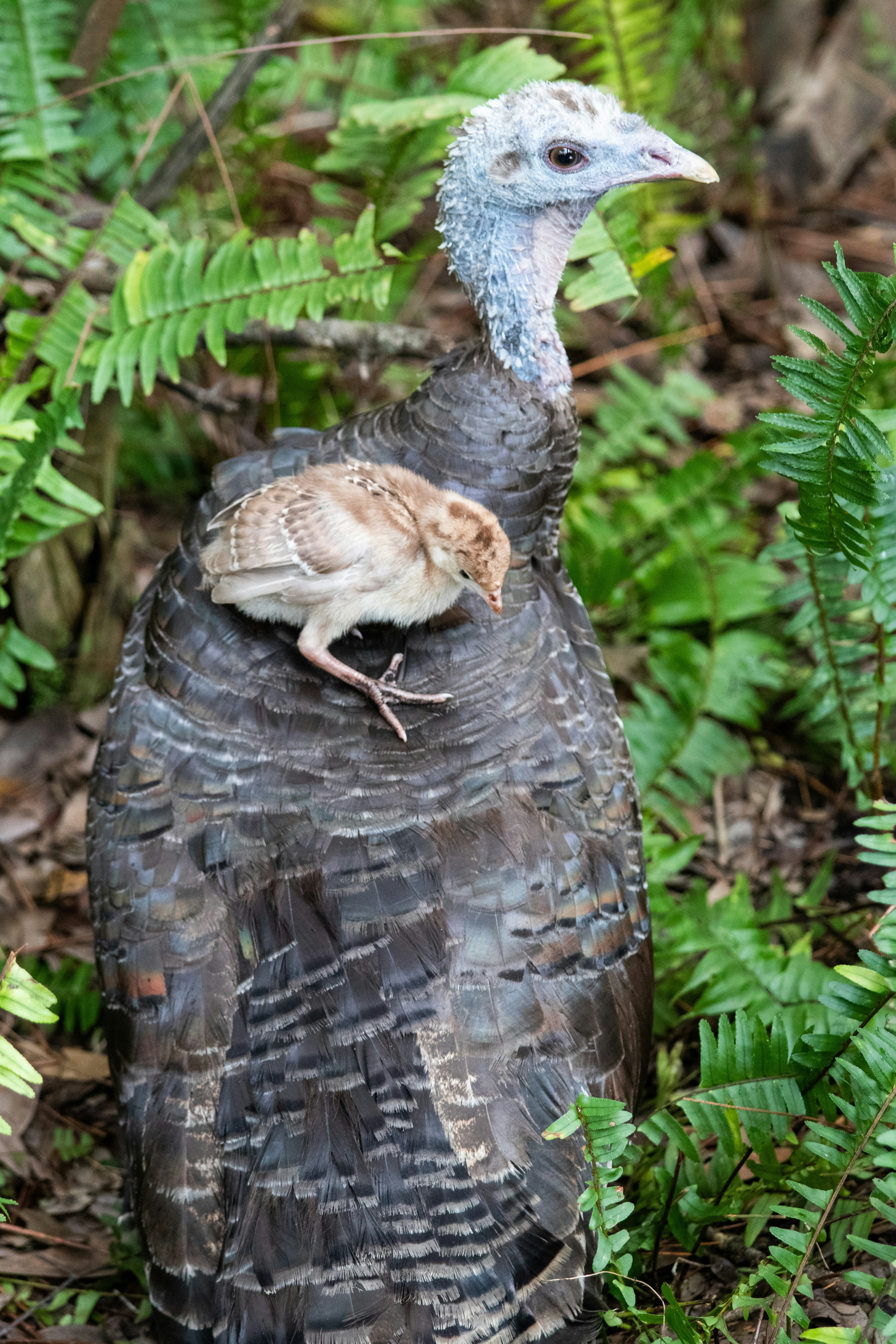 a bird that is sitting on top of a bird