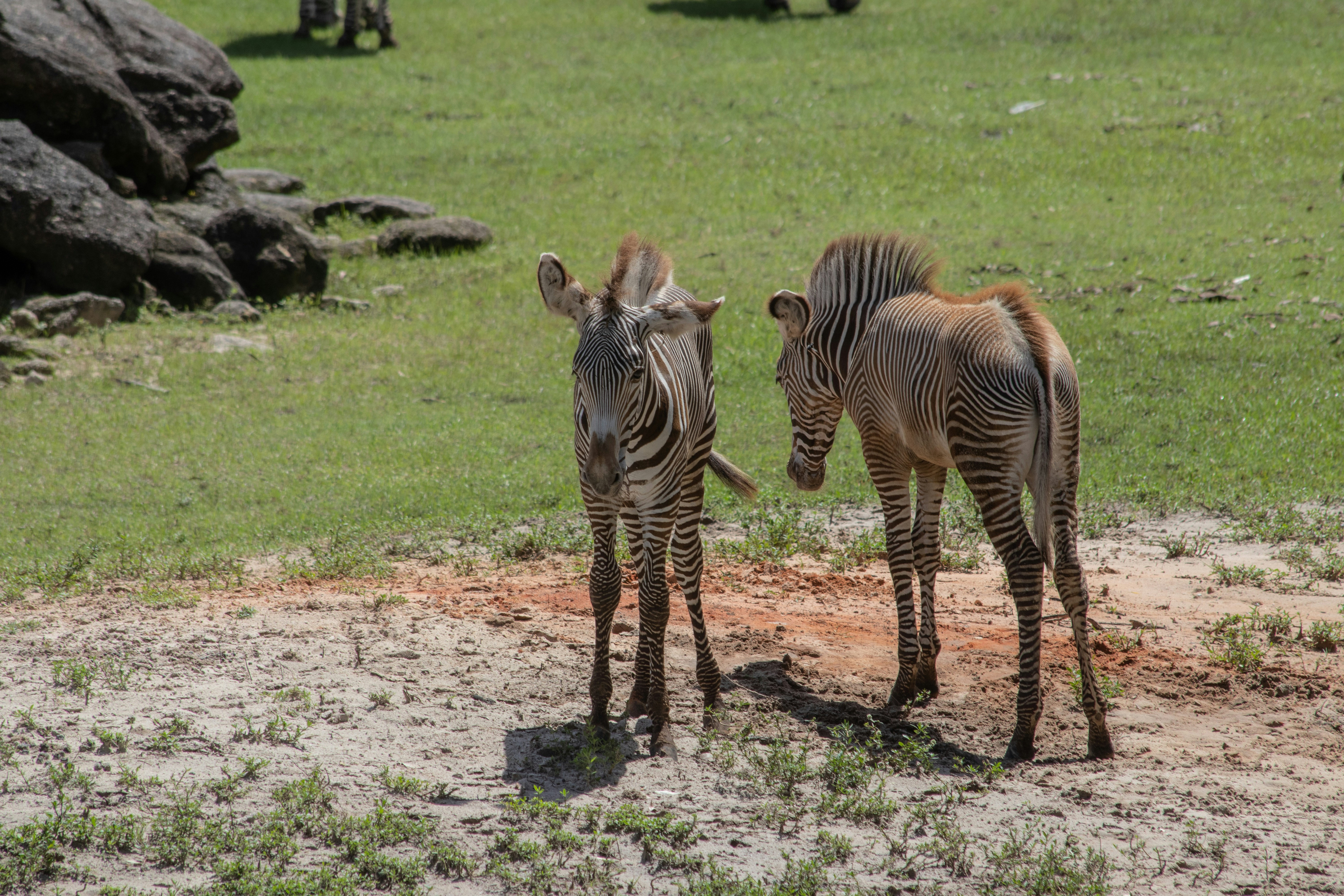 Photo by jacqueline_flock