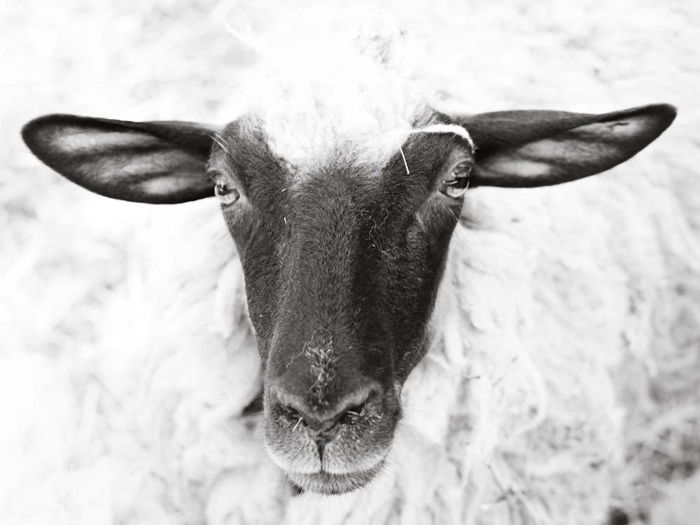 a black and white photo of a sheep