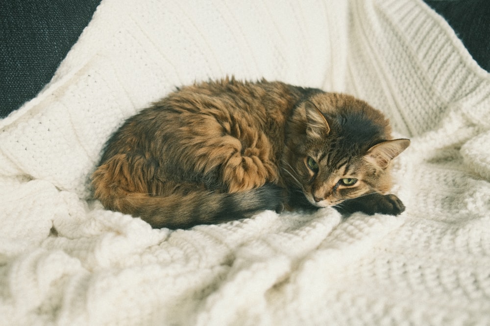 Un gato que está acostado sobre una manta