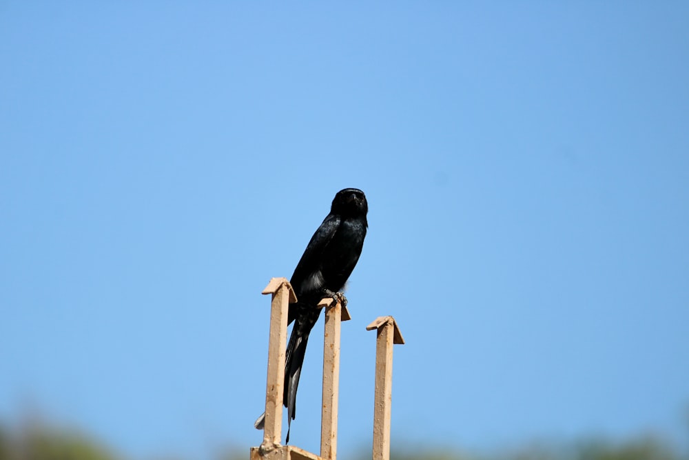 a black bird sitting on top of a wooden post