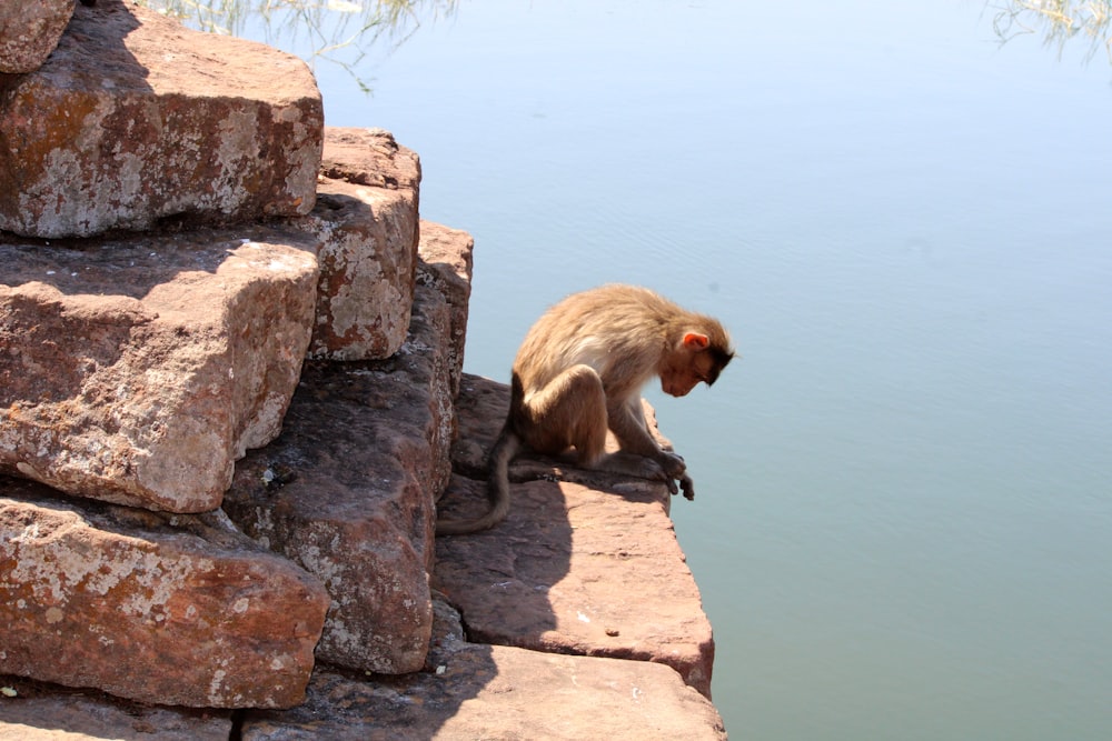 a monkey sitting on a rock near a body of water