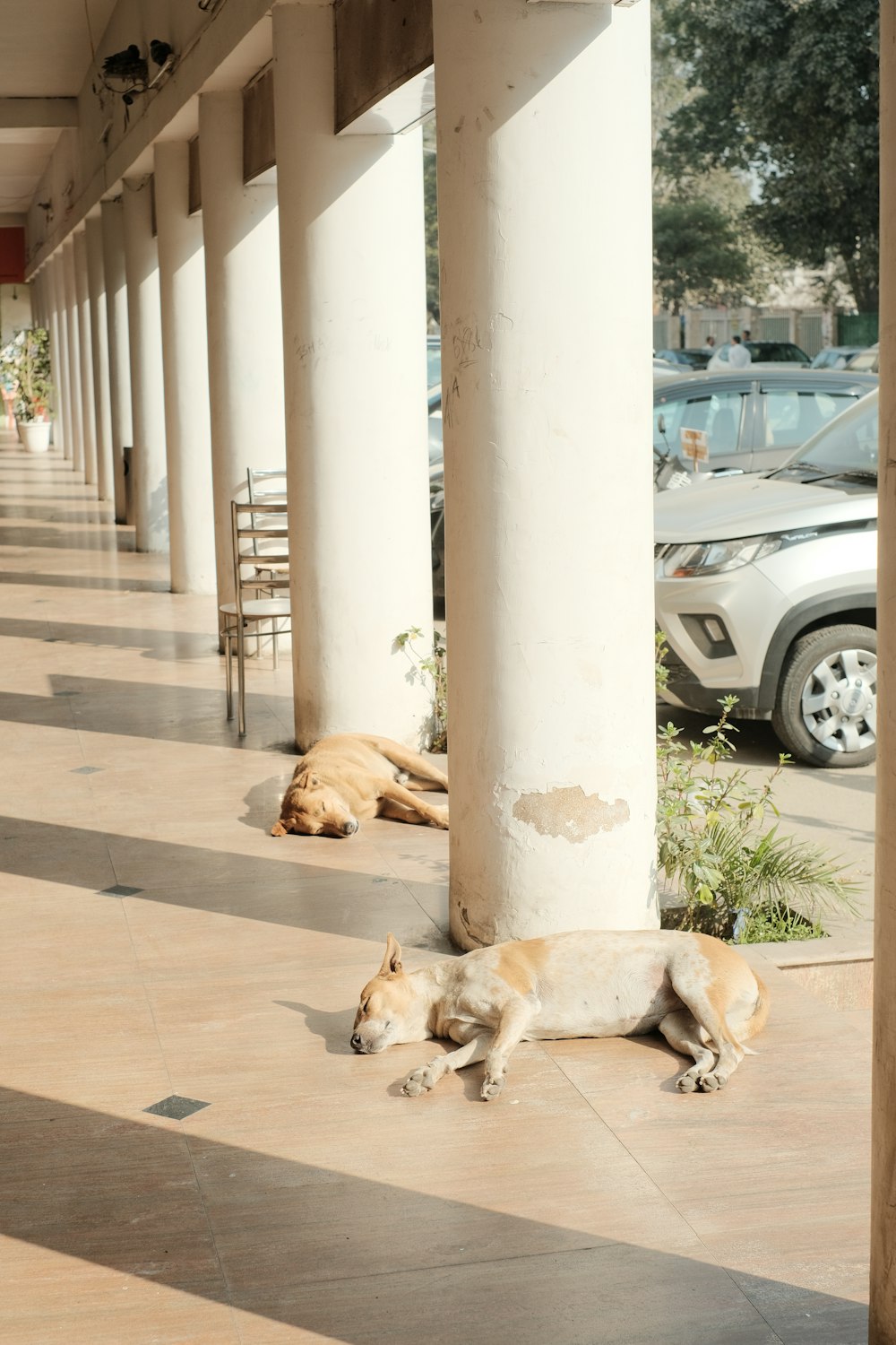 a couple of dogs laying on the ground next to a building