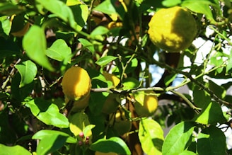 Close-up of ripe lemons hanging on a sunlit tree branch in a lush orchard.
