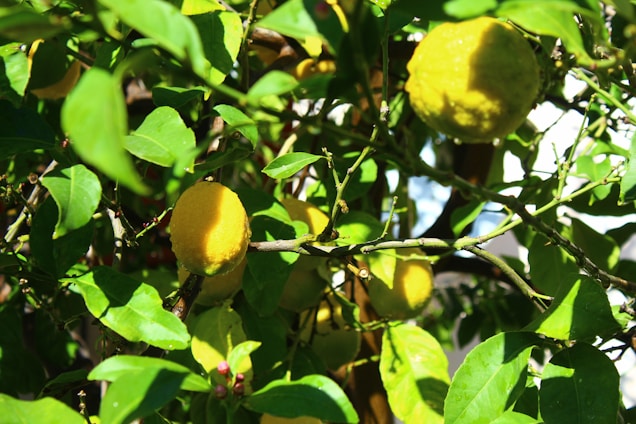 Close-up of ripe lemons hanging on a sunlit tree branch in a lush orchard.
