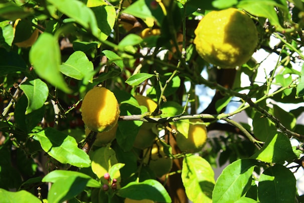 Close-up of ripe lemons hanging on a sunlit tree branch in a lush orchard.