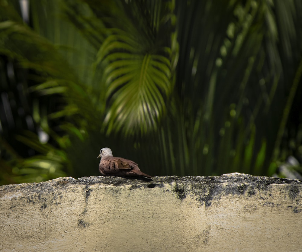 a bird sitting on top of a cement wall