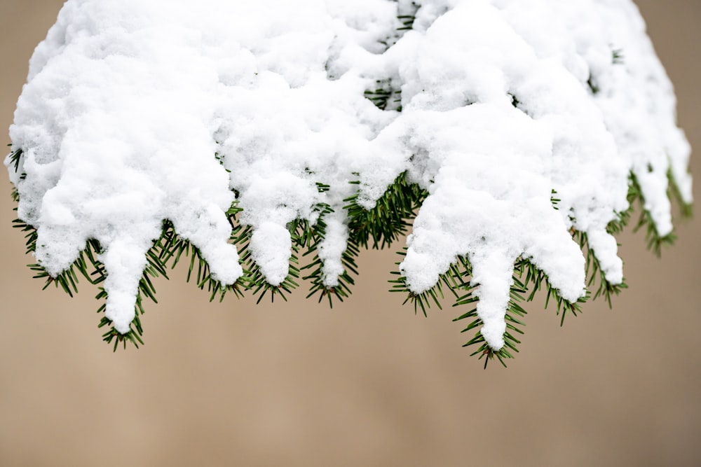 a branch of a pine covered in snow