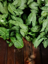 Close-up of fresh green kratom leaves on a natural wooden table.