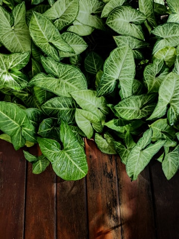 Close-up of fresh green kratom leaves on a natural wooden table.