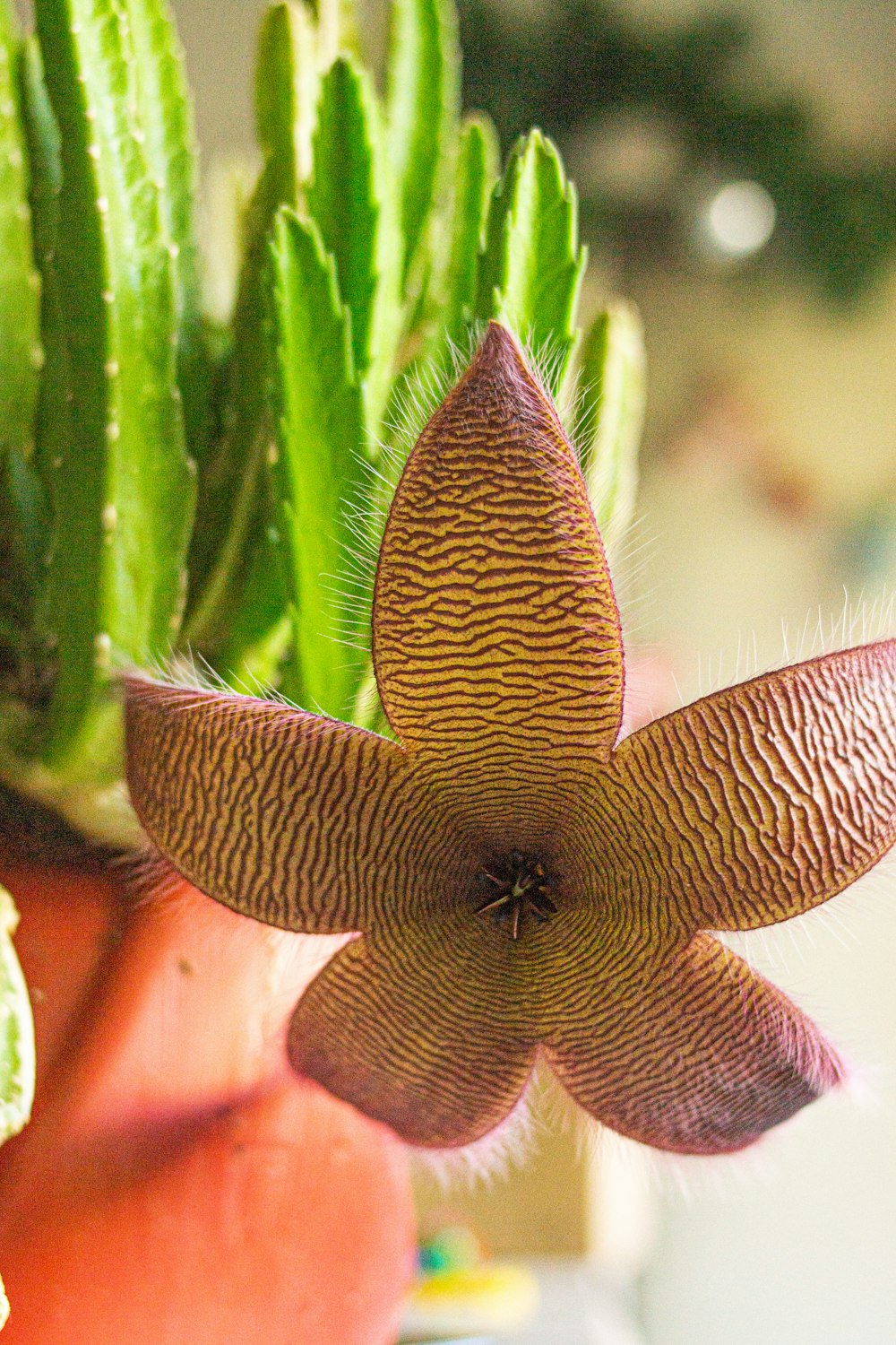 Un primo piano di un fiore su una pianta foto – Fiore di stella marina  Immagine gratuita su Unsplash