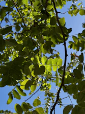 Sunlight streaming through leafy branches over a calm blue sky.
