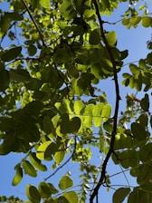 A peaceful nature scene with sunlight filtering through green leaves.