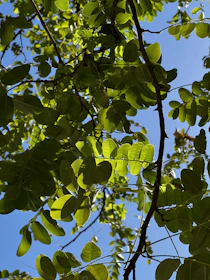 Sunlight streaming through leafy branches over a calm blue sky.