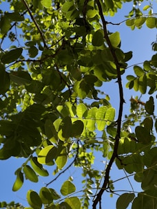 A peaceful nature scene with sunlight filtering through green leaves.