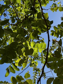 A peaceful morning scene with sunlight filtering through green leaves, symbolizing fresh energy and renewal.
