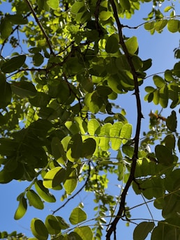 A peaceful morning scene with sunlight filtering through green leaves, symbolizing fresh energy and renewal.