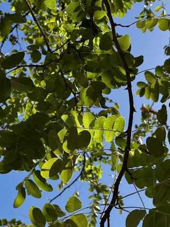 A peaceful morning scene with sunlight filtering through leaves, evoking calm and clarity.