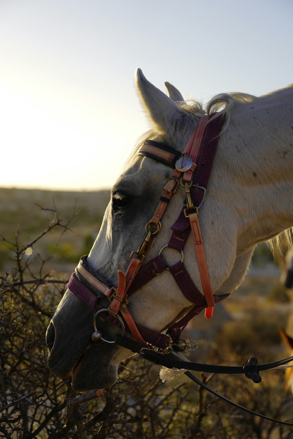 a white horse with a bridle on it's head