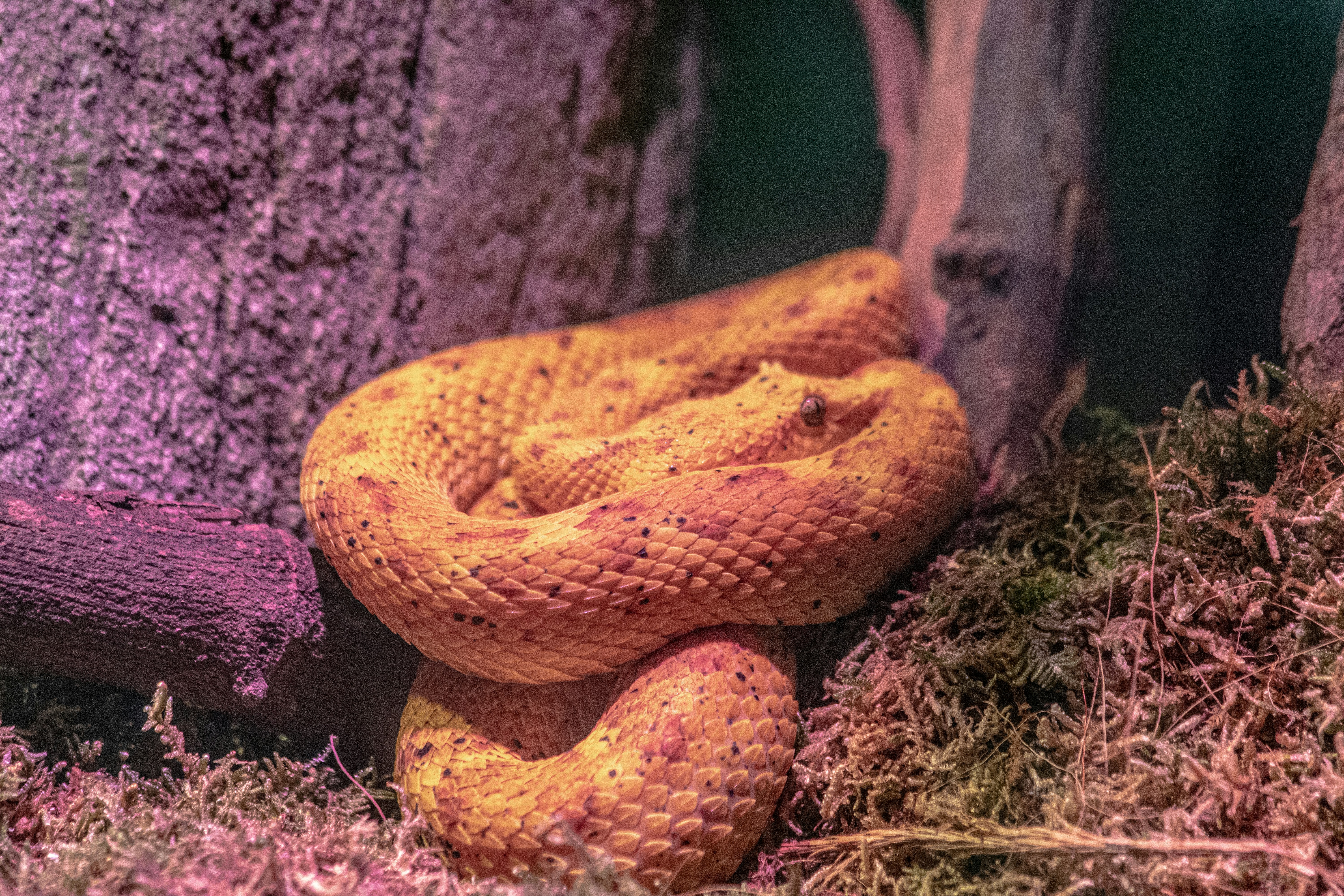 Pit Organs: Nature's Thermal Cameras (image credits: unsplash)