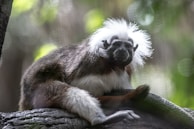 A monkey with a distinctive white mane and brown fur is resting on a tree branch. The background is blurred with shades of green and white, indicating a natural outdoor environment.