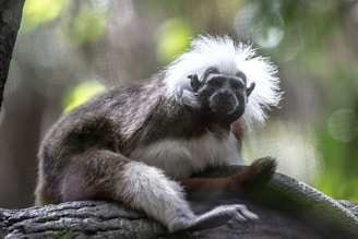 A monkey with a distinctive white mane and brown fur is resting on a tree branch. The background is blurred with shades of green and white, indicating a natural outdoor environment.
